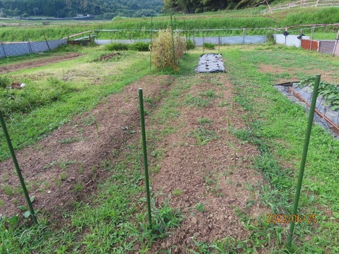 ショウガ畝