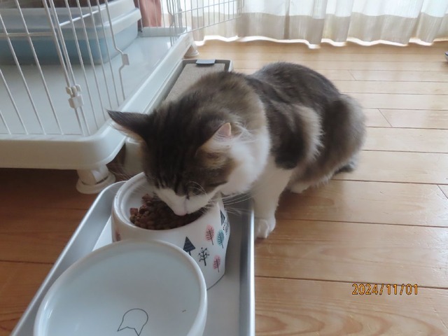 朝ゴハン八時二十分