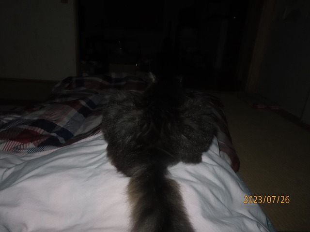 真夜中の挨拶どす