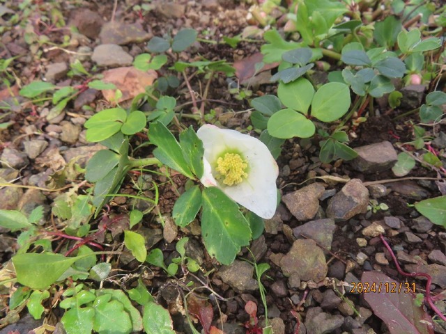 クリロー開花