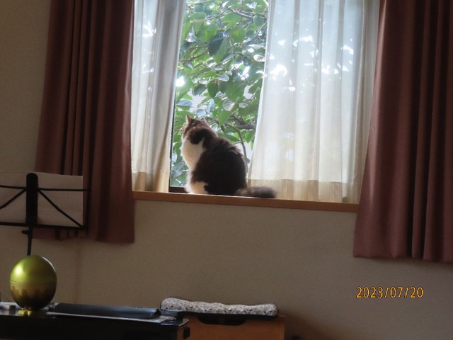 二十日お昼出窓