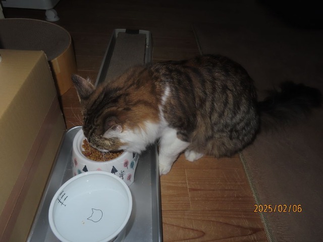 朝ゴハン六時半