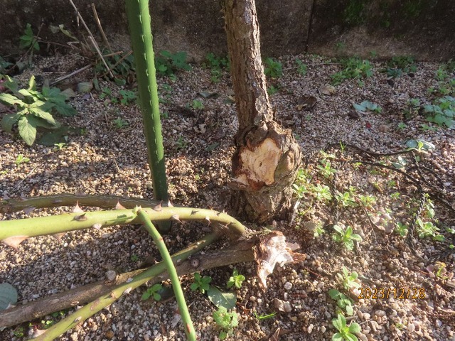 ジュードポロッ