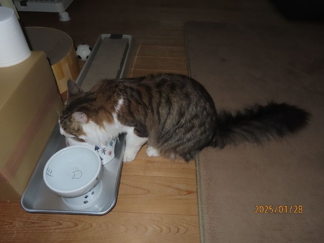 朝ゴハン