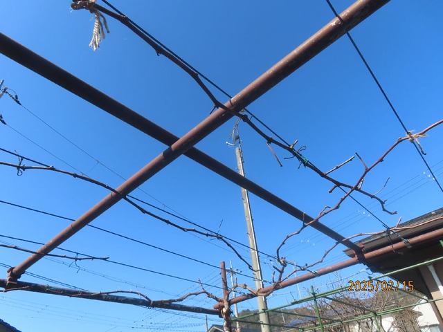 ブドウ最終剪定