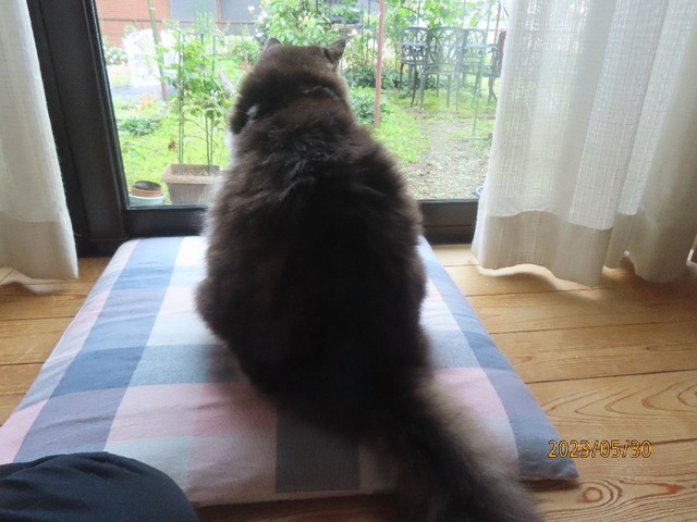 ふう「雨やんだ」