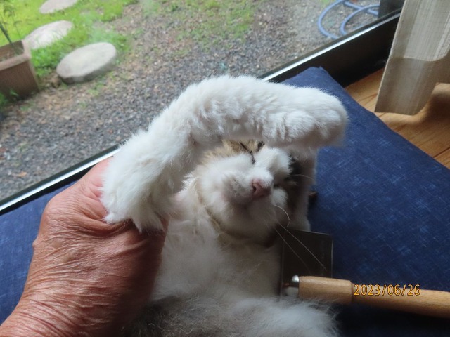 ブラッシング④