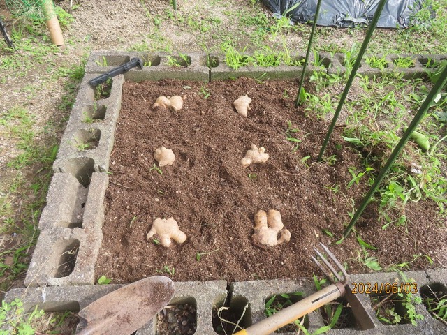 お多福生姜植え付け