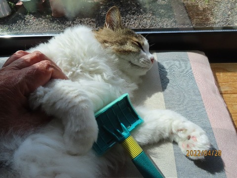 ブラッシング②