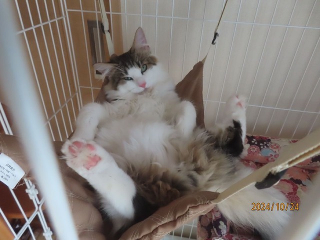危険防止ケージへ