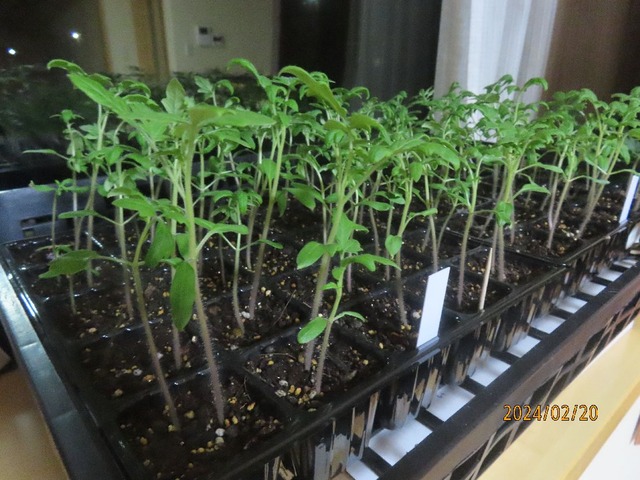 トマト苗