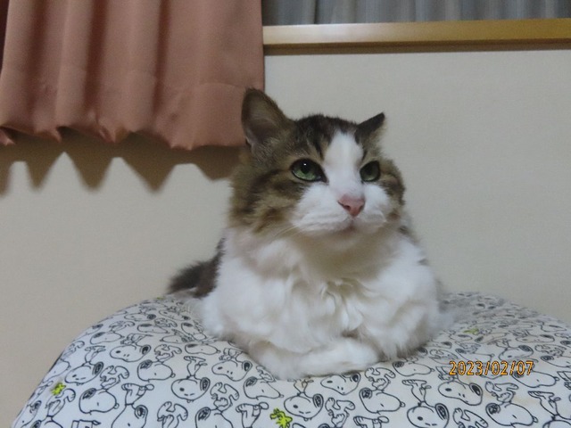 椅子①