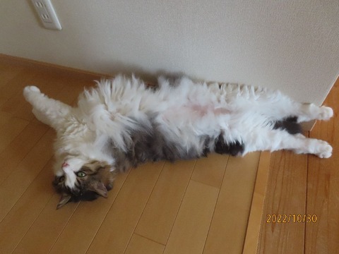 出かけて来るヨ