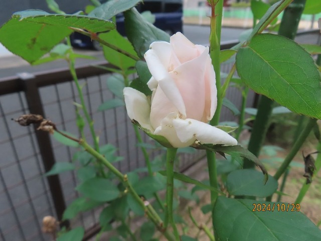 サマーレディー