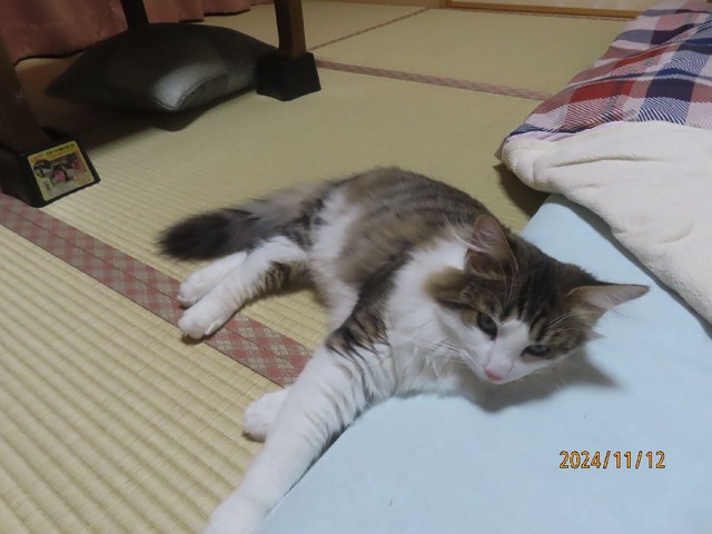 おやすみ前布団