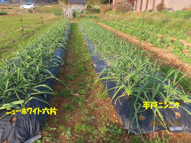 ニニンニク元気