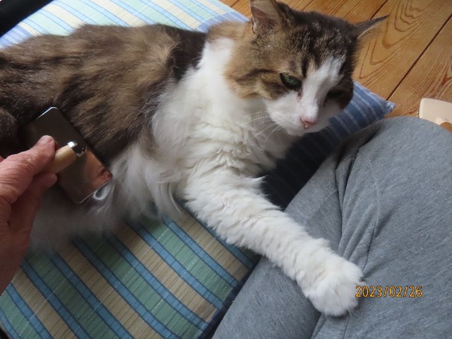 ブラッシング②