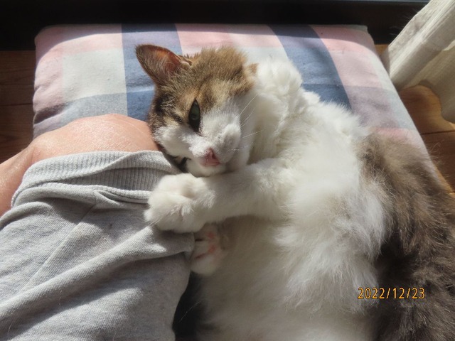 ブラッシング⑦