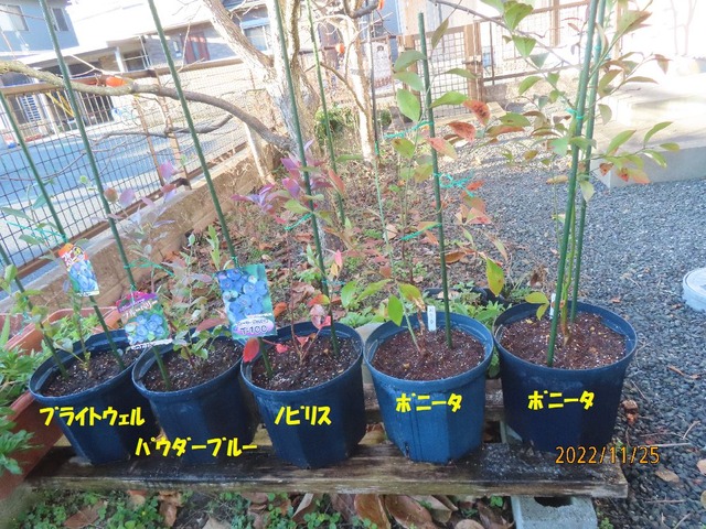 五鉢