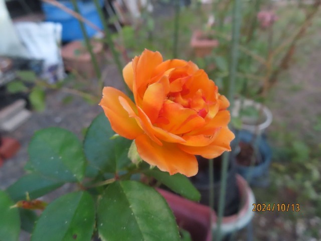 ハニーキャラメル