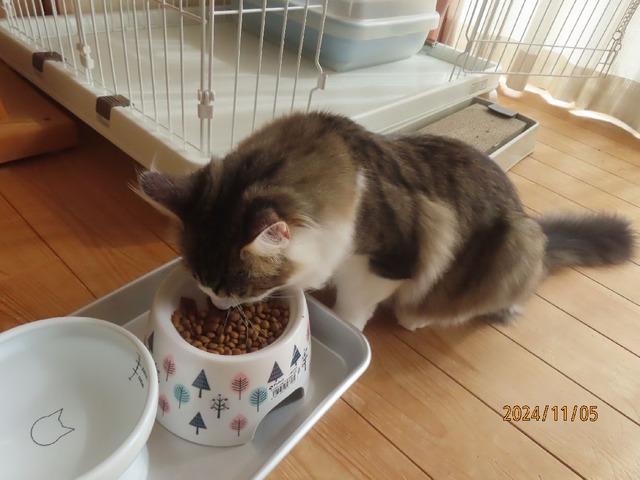昼ゴハン
