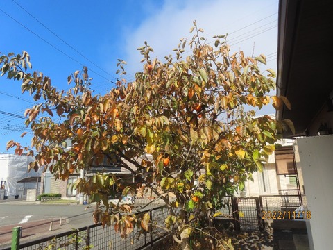 木に二十個