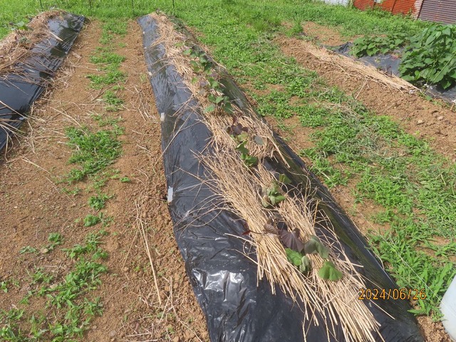 サツマイモほぼ根付く