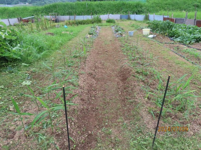 除草追肥