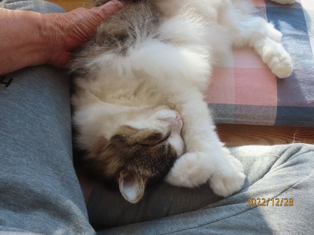 ブラッシング④