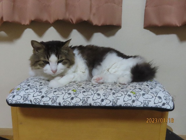 食後椅子②