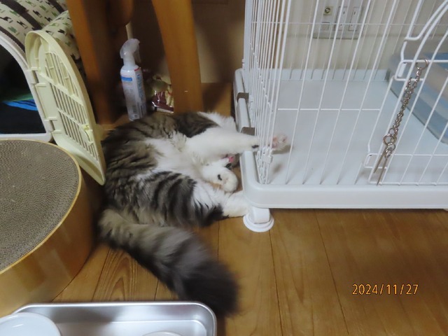 またケージの下へ