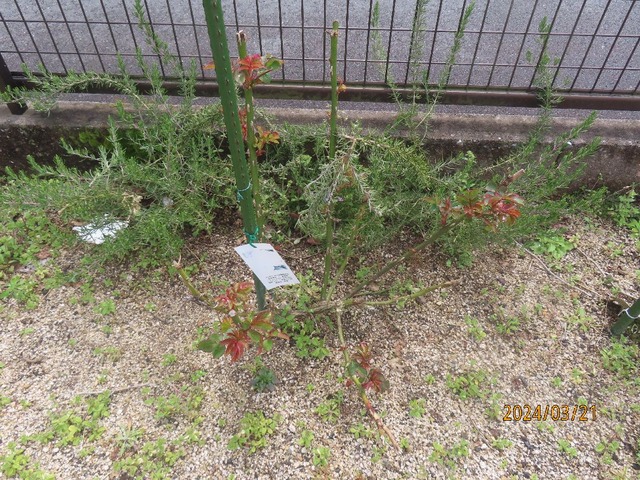 ダブルデライト②