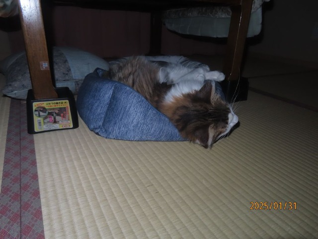 三時コタツ下べっど