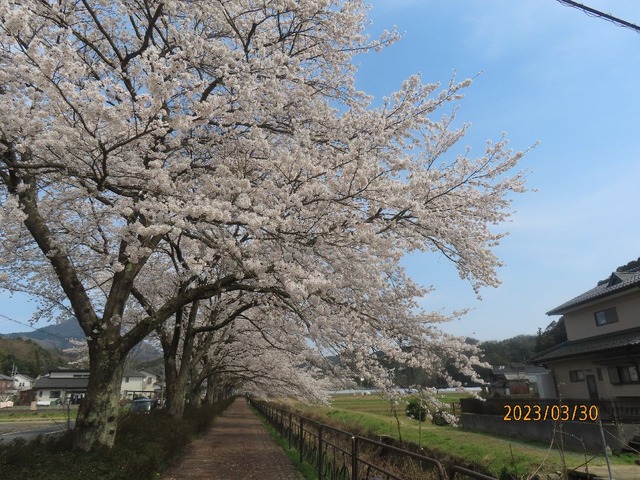 桜並木②