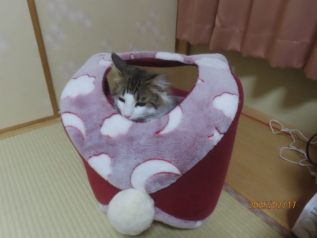 逆さまポンポンベッド