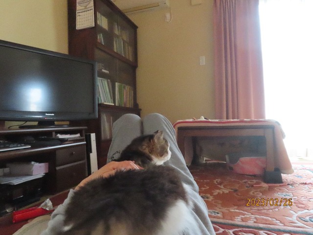 和室でふうちゃん