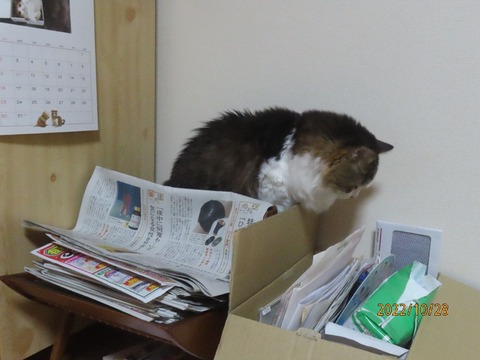ひとしきりうろうろ
