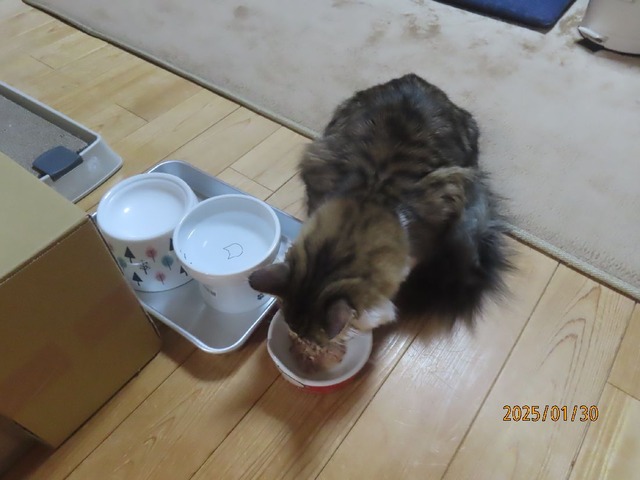 晩ゴハンたま伝