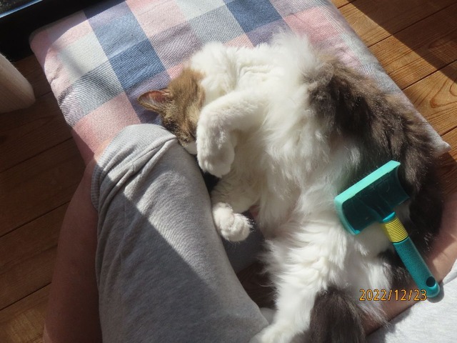 ブラッシング②