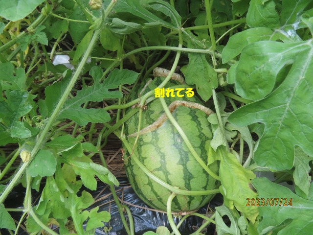 庭スイカ割れてる