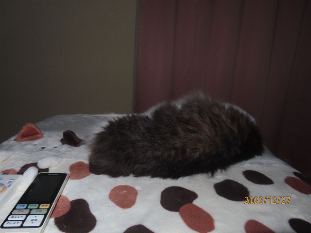 零時半コタツベッド