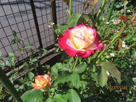 ダブルデライト