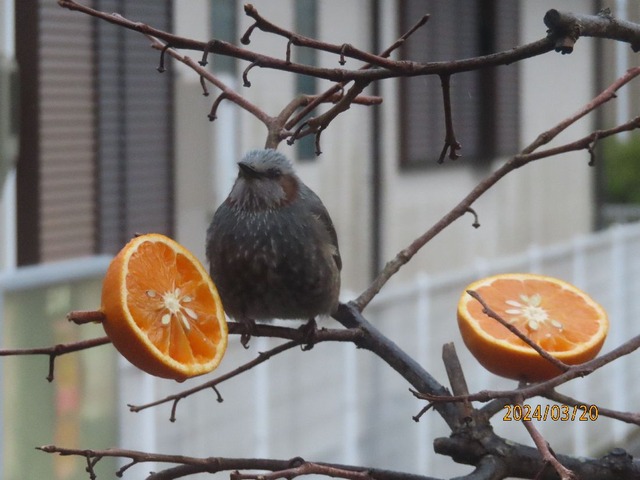 オレンジも行けますね