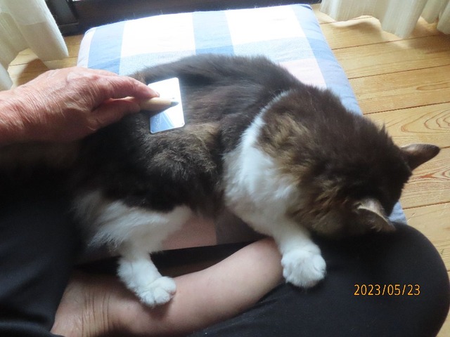 ブラッシング①