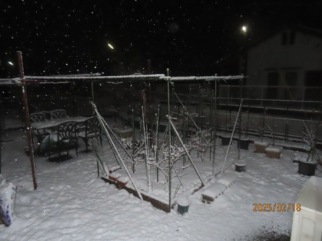 十一時庭小雪