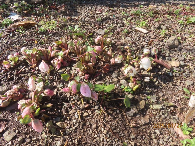 クリロー開きかけ