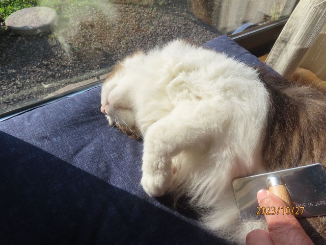 ブラッシング②