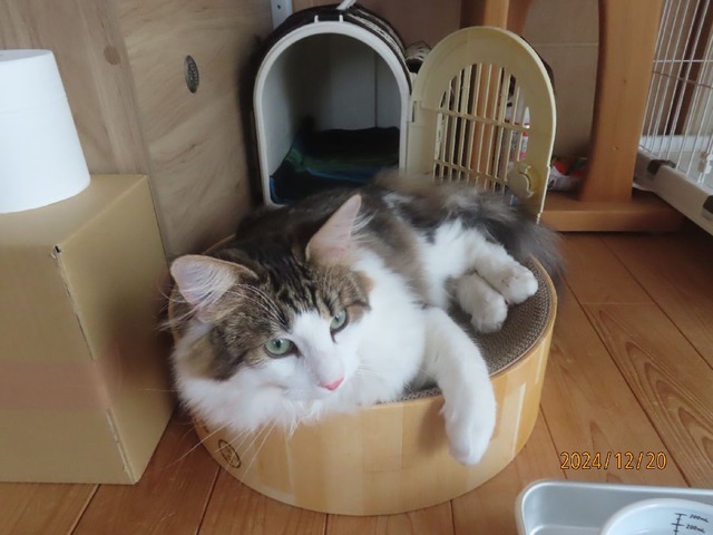 バリバリボウル