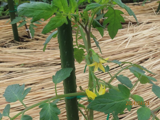まだ着果は未確認