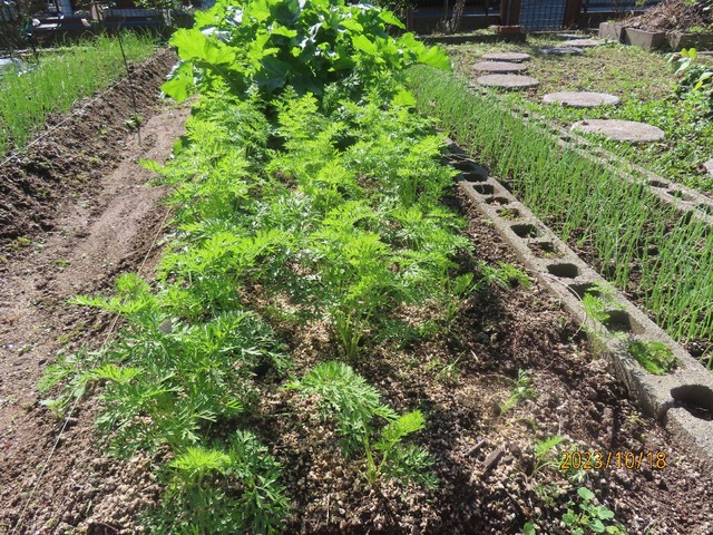 ニンジン・ダイコン